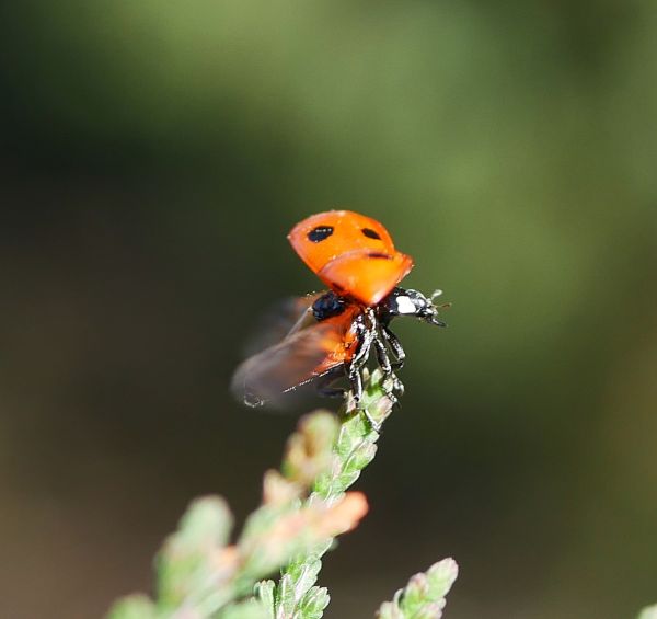 Foto von Claudia Bötzmann aus Rostock