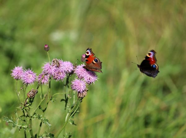 Foto von Nicole Thomas aus Ribnitz-Damgarten